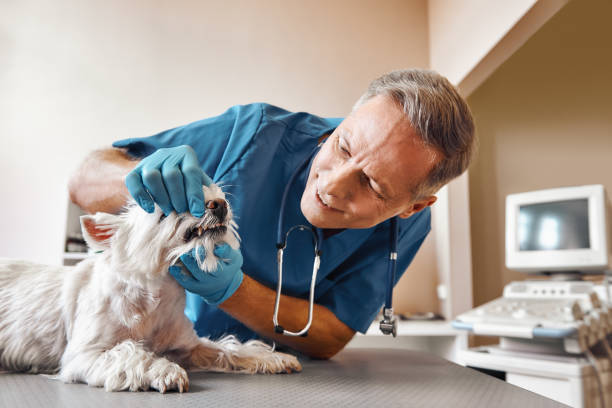 Best Emergency Gum Treatment in Diamondhead, MS